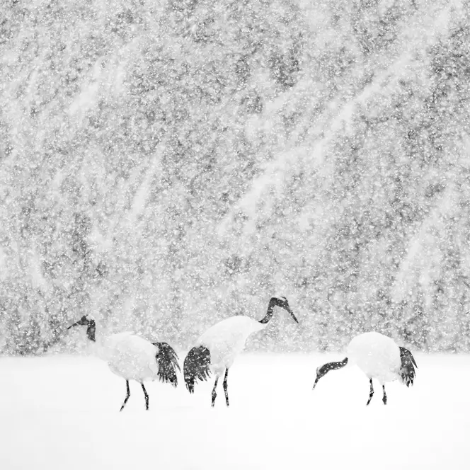 Olivier Larrey japon sous la neige avec le Leica SL3