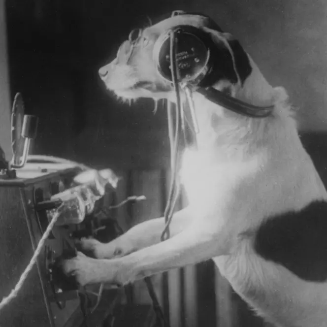 A Dog in front of a radio device