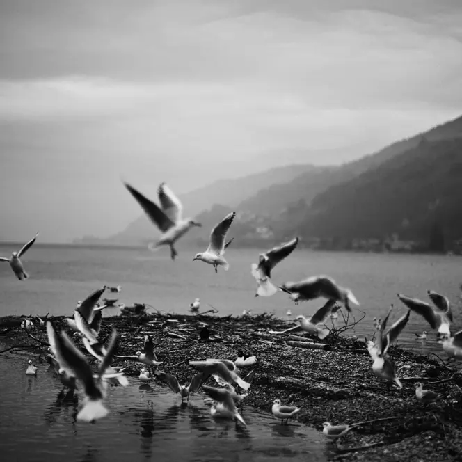 A picture of the so-called bird island on Lake Biel