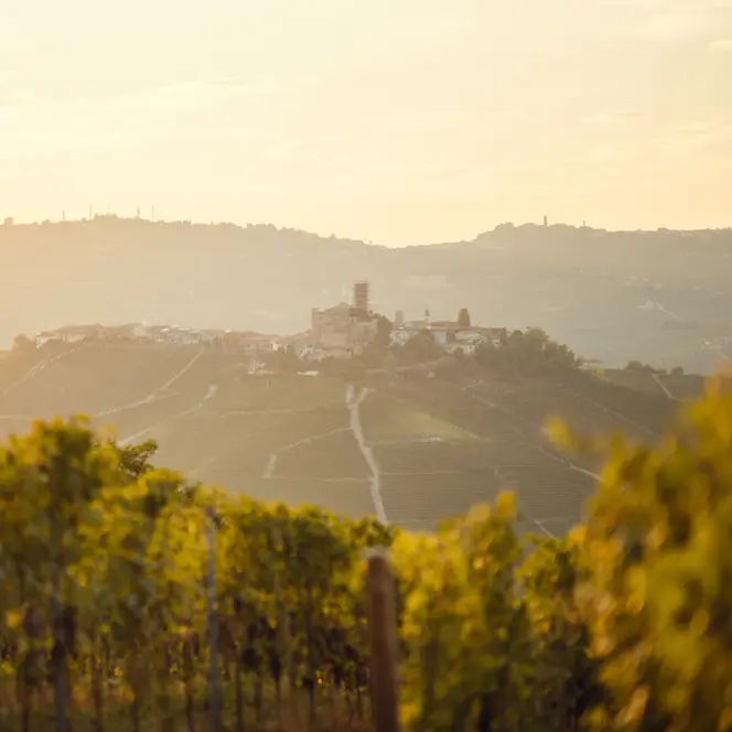 Vineyards