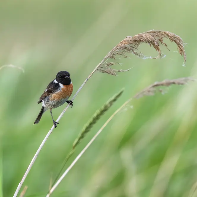 Blackthroat on a reed