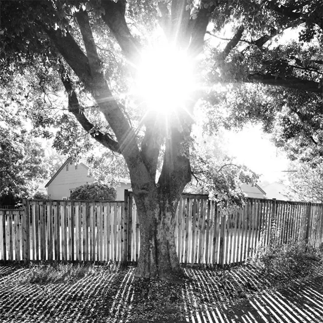 image of a tree b&w