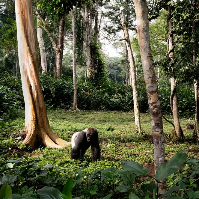 Western lowland gorillas in a dense tropical rainforest, capturing wildlife, biodiversity, and the natural habitat of Central Africa.
