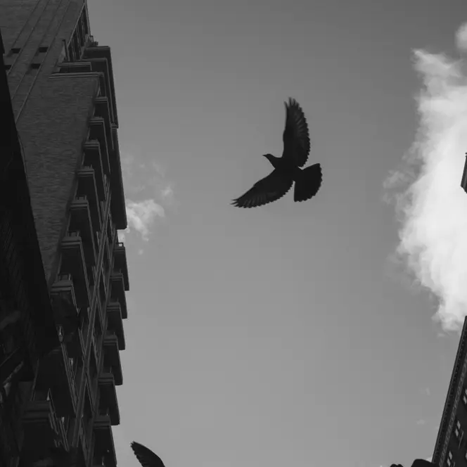 Bird flying between city buildings.
