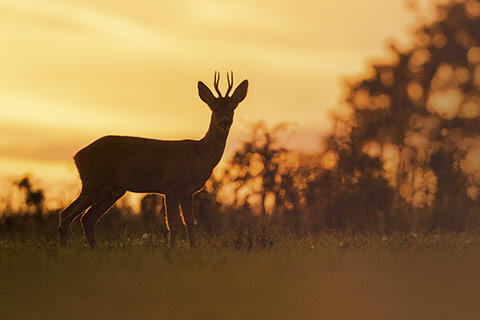 rangefinder-twilight-lovers-new-landscape.jpeg