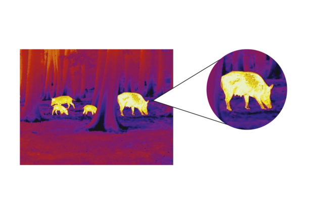 Identificare chiaramente le scrofe guida