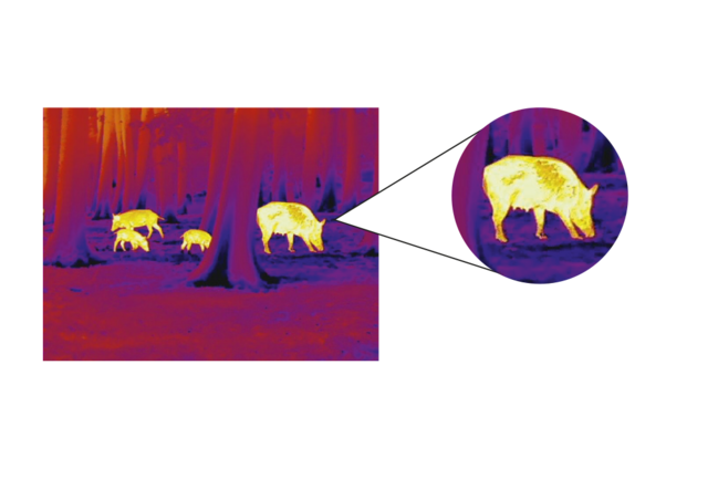 Identification assurée des laies meneuses