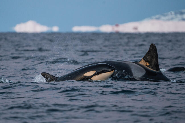 orcas_in_norway