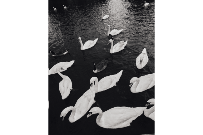 Black and white image of swans.