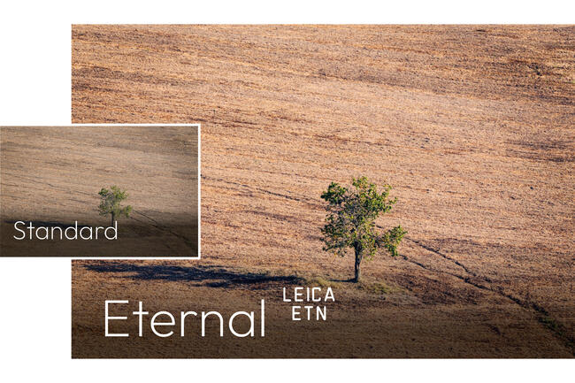 Single tree on a dried up field