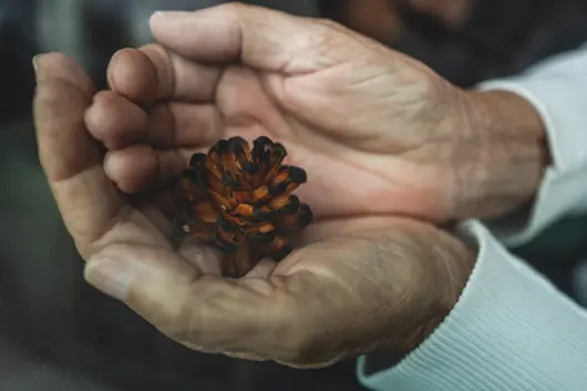 Weathered hands holding a fire-scorched pine cone in rural Spain, symbolizing nature, wildfire and life in España Vacía.