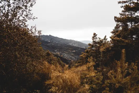 Wildfire-scarred mountain landscape in rural Spain, framed by pine forest and reflecting environmental change in España Vacía.