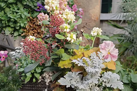 Colourful flowers