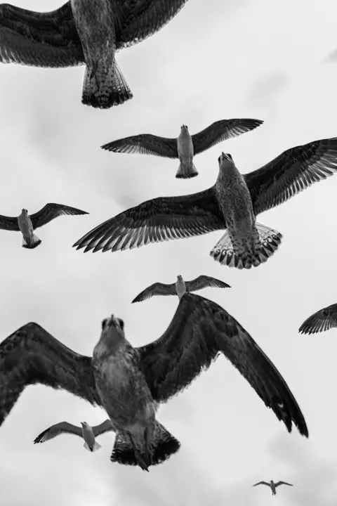 LCCH-FredMortagne-Goelands-cantine-biarritz-Leica-Q3-Monochrom-2560x3840