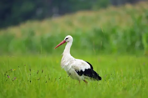 Stork in a field