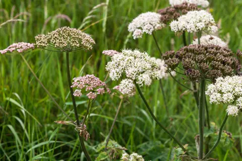 Flowers on a meadow