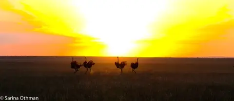 sunset with ostriches