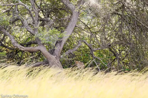 cheetah in tree