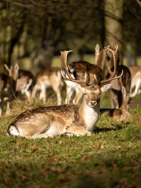 Fallow deer in London