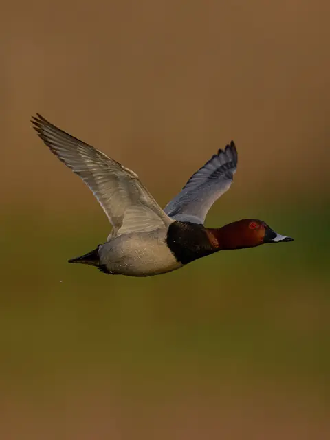 Fyling common pochard