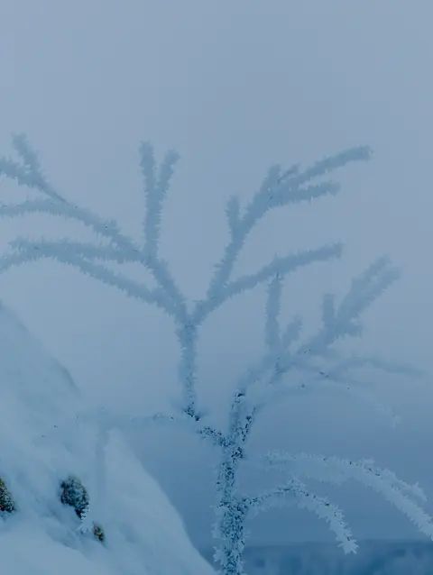 Frost-covered branches emerging from a snowy winter landscape.