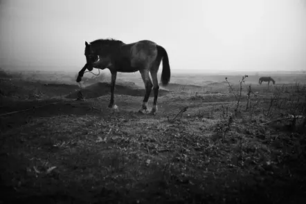 horse in b&w