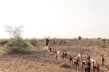 Herds of cattle in Ethiopia drinking from a river