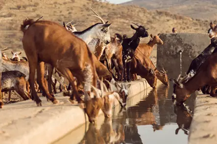 Herds of cattle in Ethiopia drinking from a river
