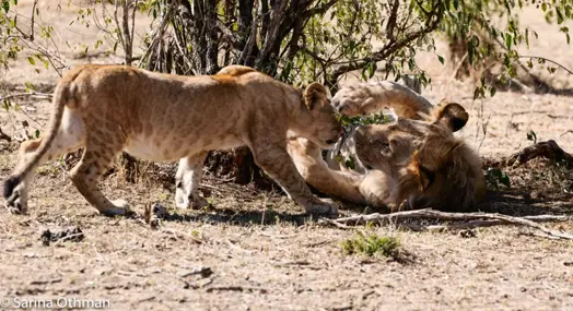 female lion with baby