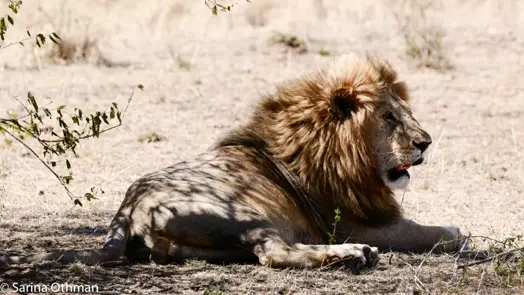 male lion sitting