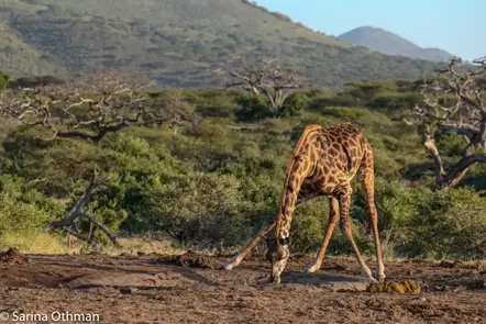 giraffe kneeling down