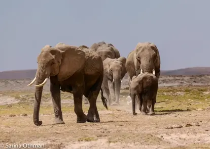 group of elephants