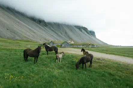 Horses in the mountains of iceland