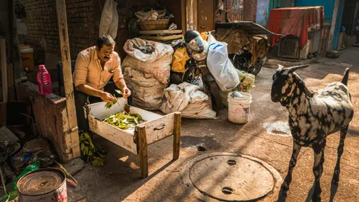 Street scene in an Indian market alley with a man feeding a goat, surrounded by old brick buildings, bags, and warm golden sunlight.