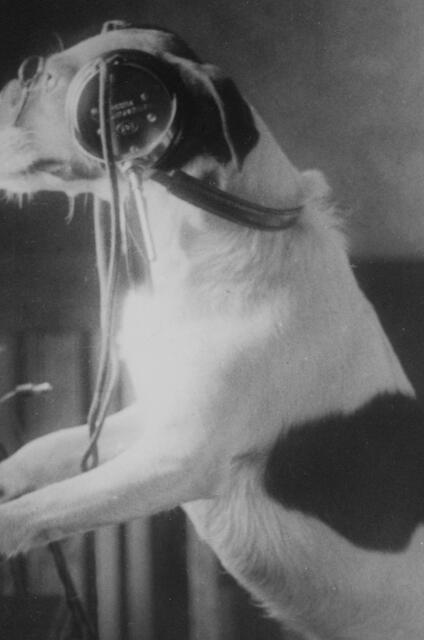 A Dog in front of a radio device