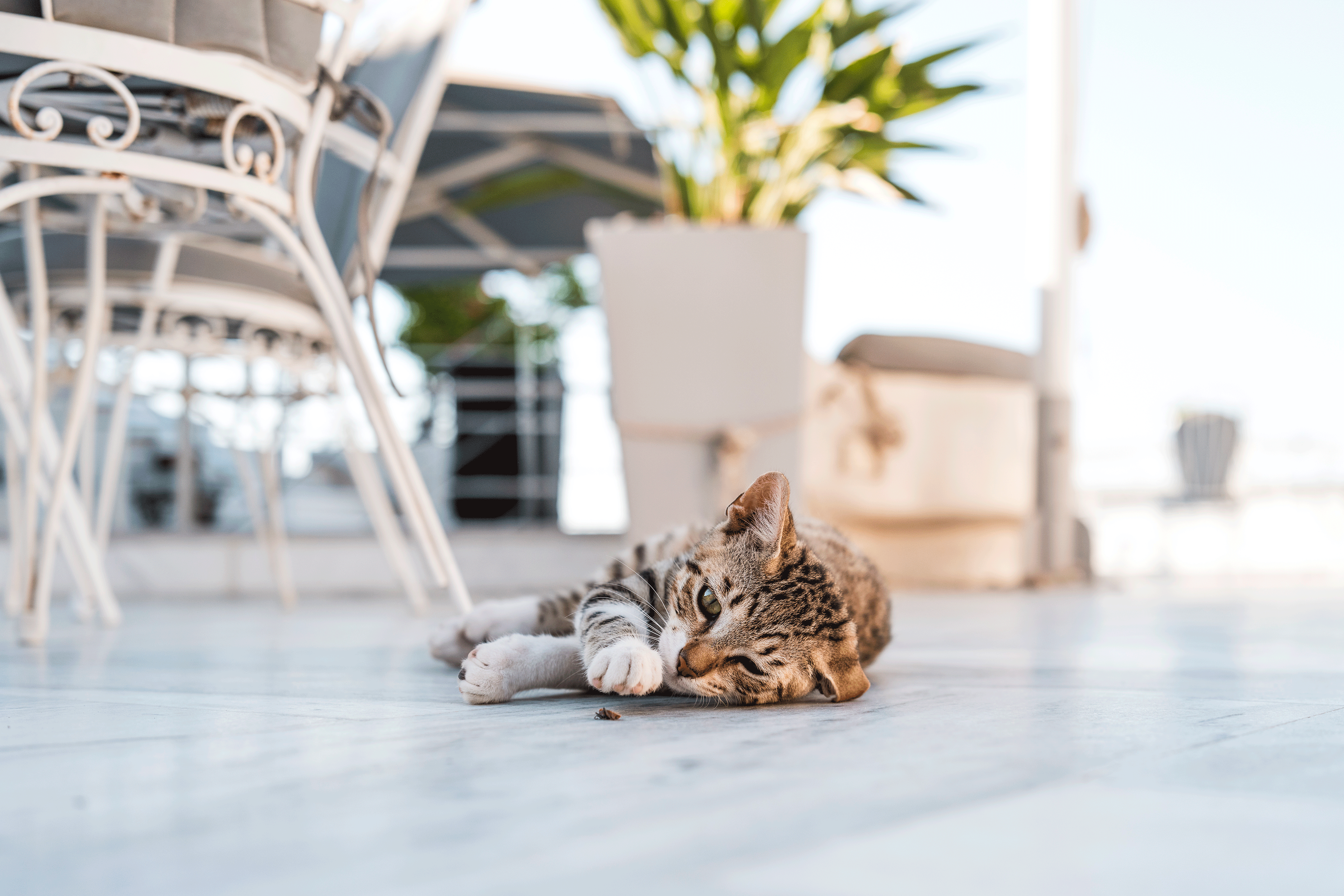 Close Up Image of cute Cat in Greece