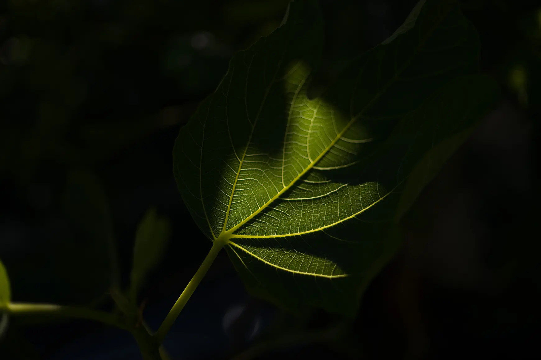 11726_summilux-m_35_pop5_1740x1160px.jpg