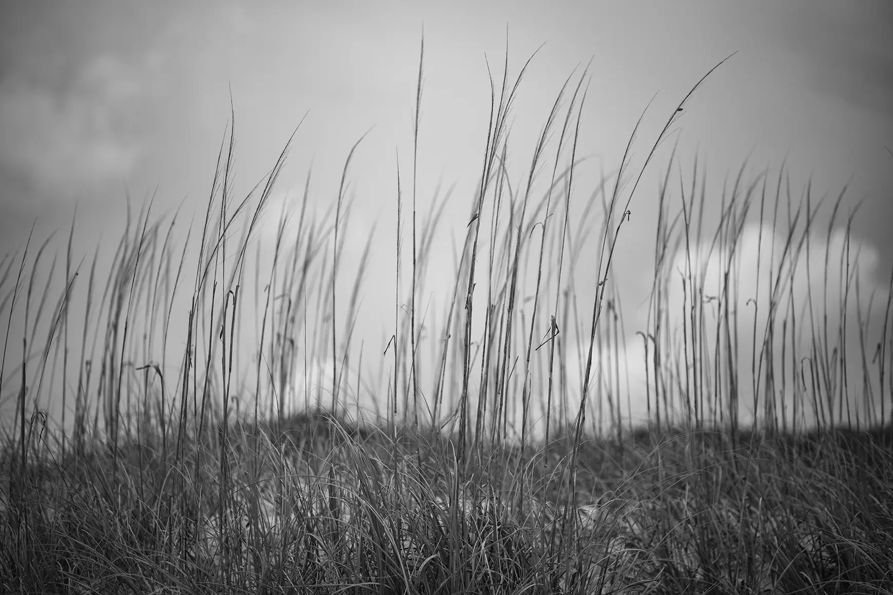 sheila-pree-bright_sl2_story_grass