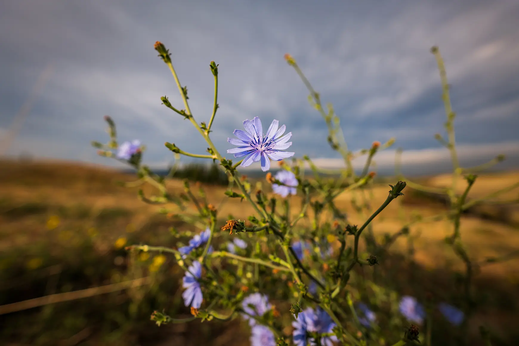 A flower on the field photographed with the Leica Super-Vario-Elmarit-SL 1:2,8/14-24 ASPH. lens.