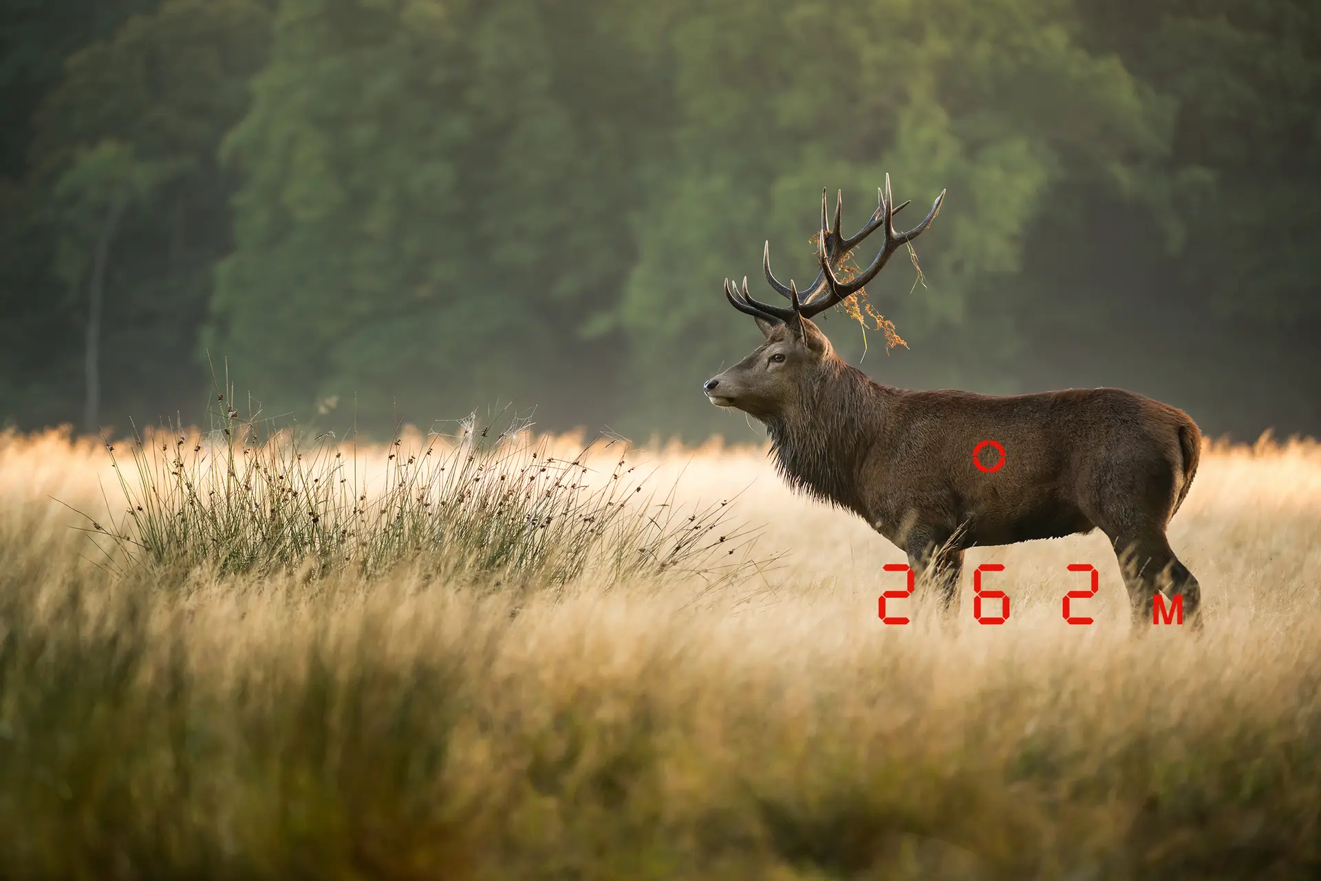 hirsch-mit-zielmarke-72dpi-rgbjpeg.jpg