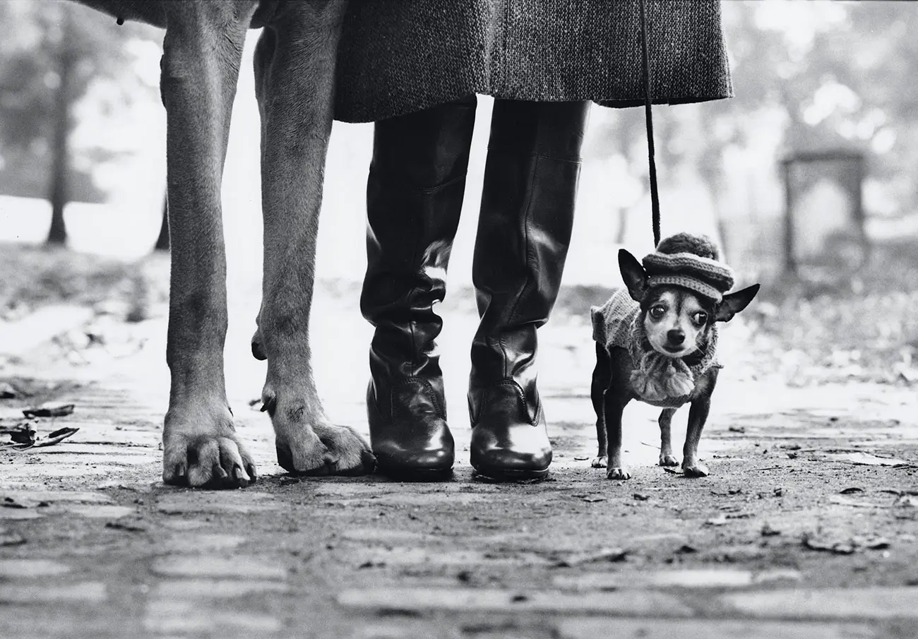 Two dog legs and a pair of human legs.