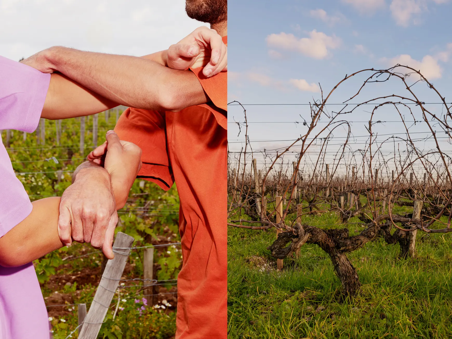 diptych of photographs of intertwined arms and vines