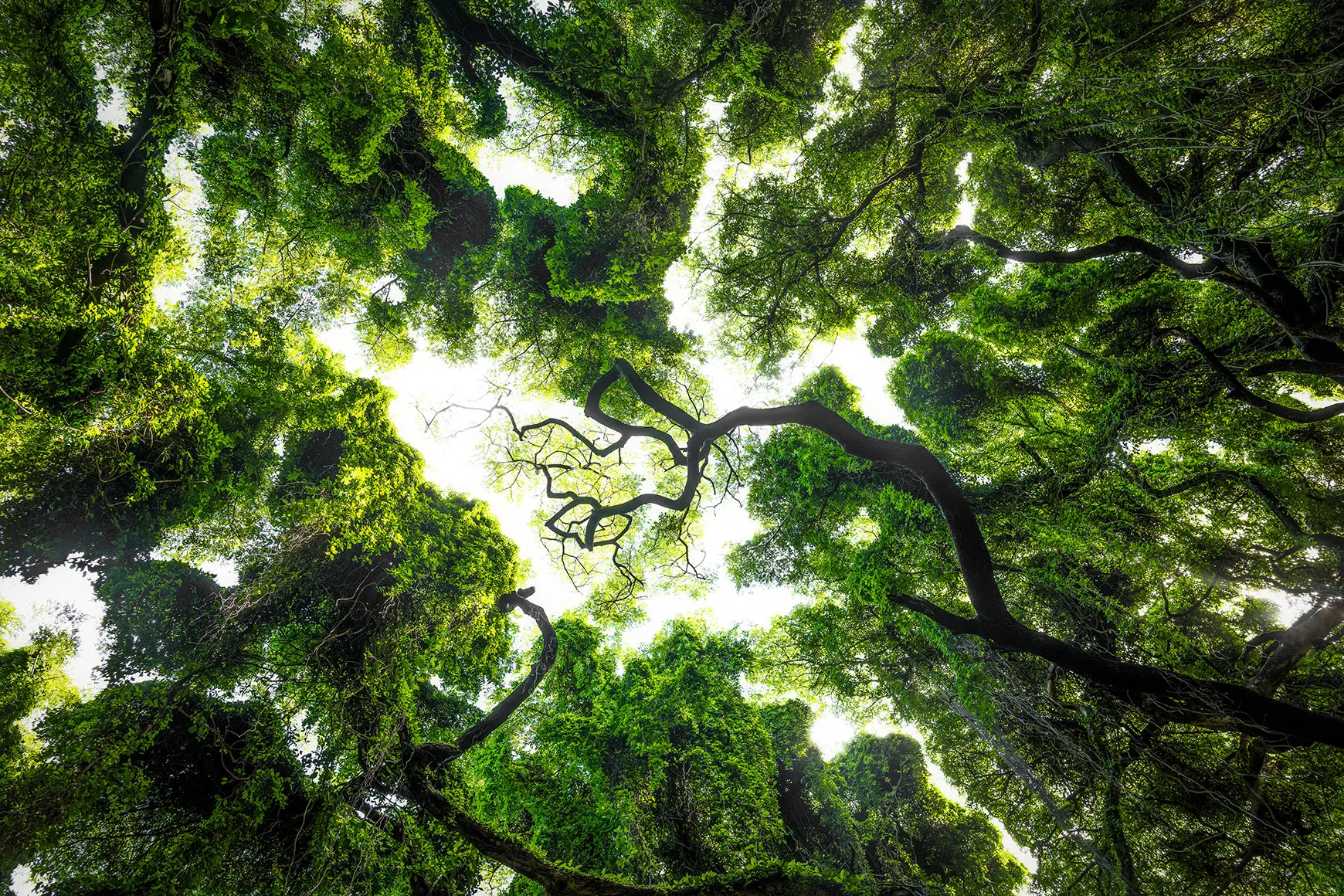 Frog perspective of Hawaii's tropical forest