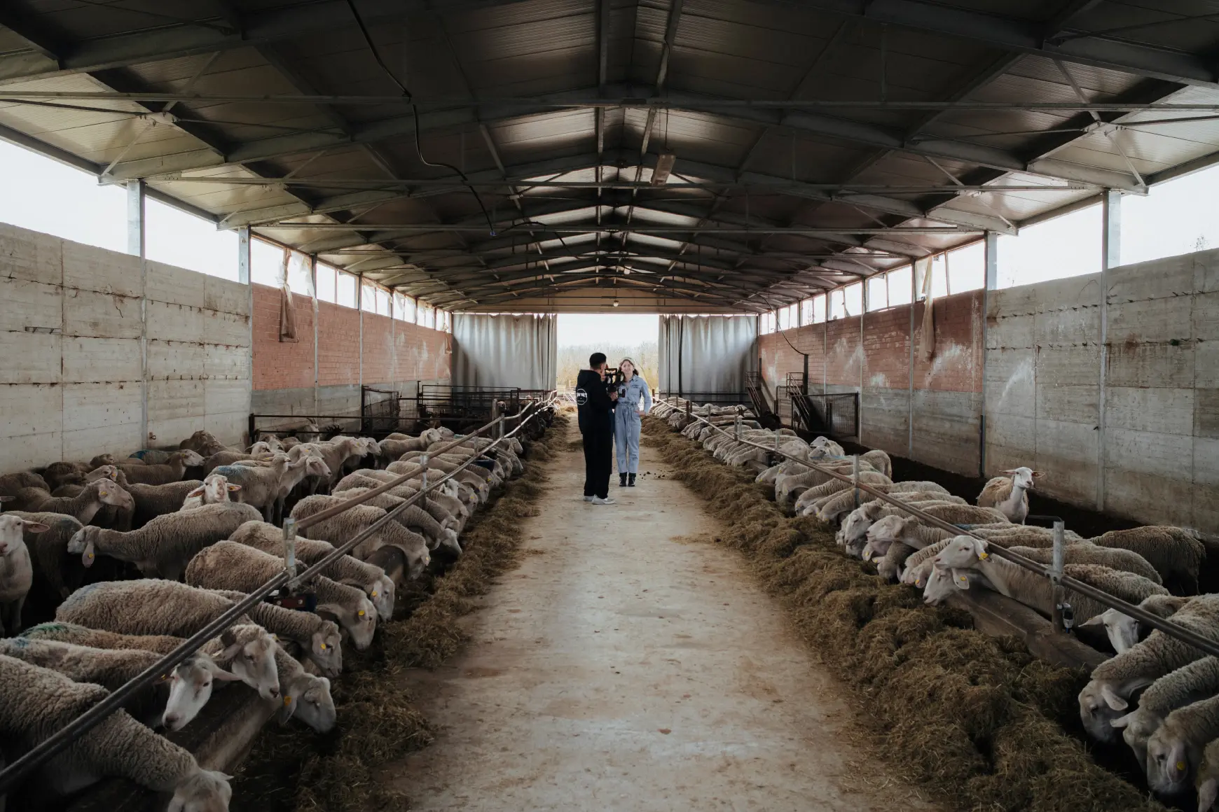 Camera crew in the sheepfold