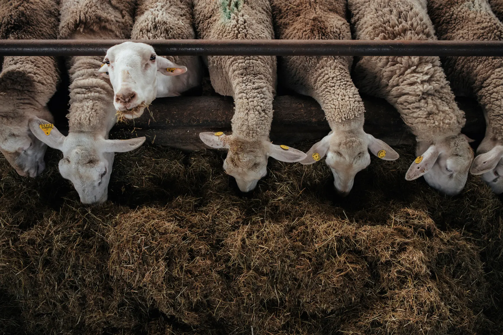 Sheep in the barn