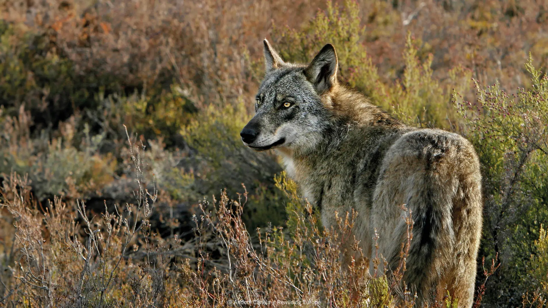 ©-Andoni-Canela-Rewilding-Europe_Leica-x-The-European-Nature-Trust-Ambassador_Rewilding-Portugal