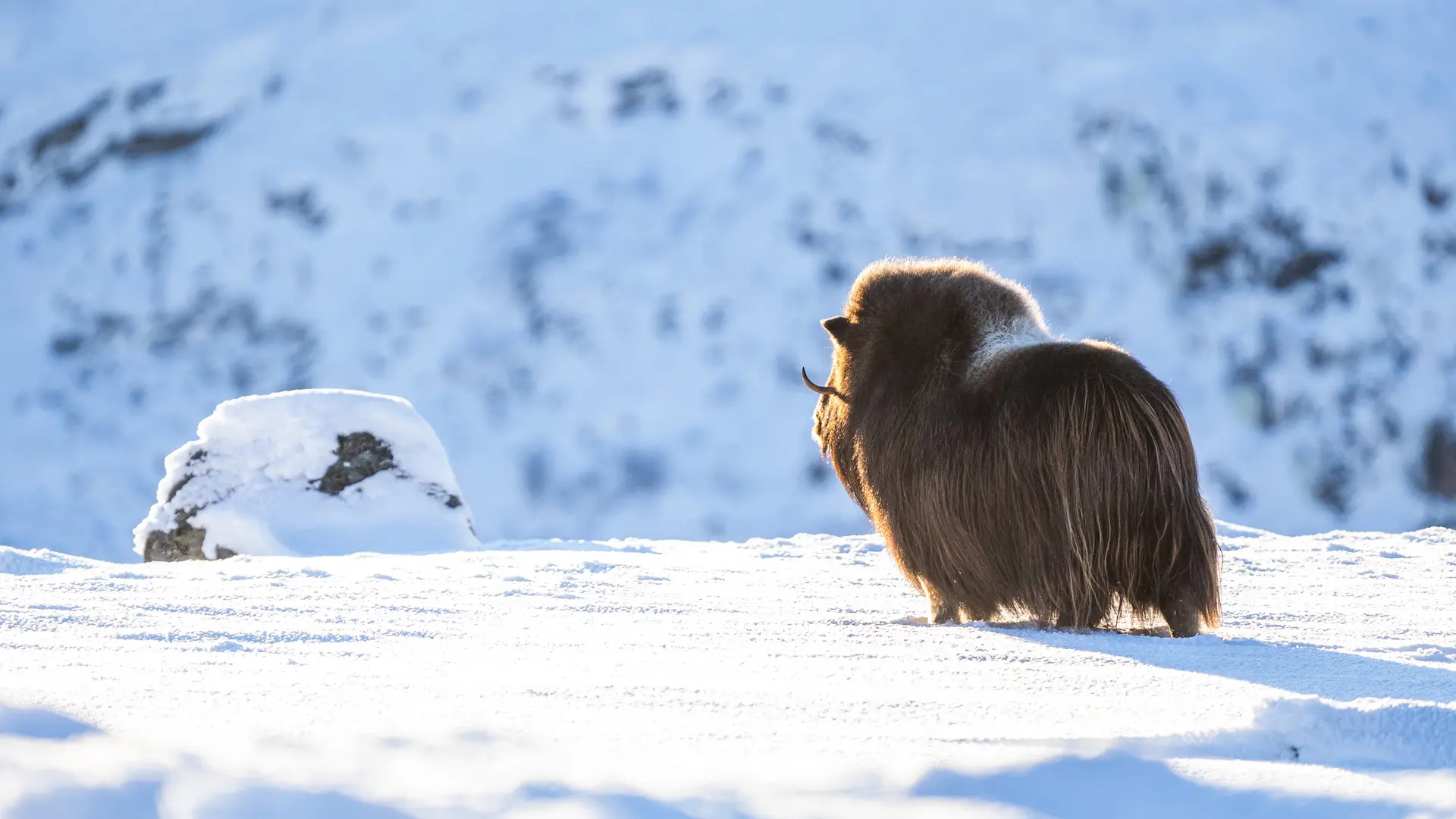 muskoxen_in_norway