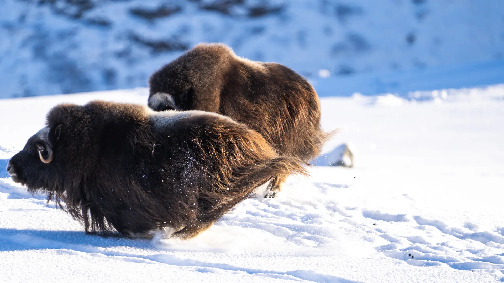 muskoxen_in_norway