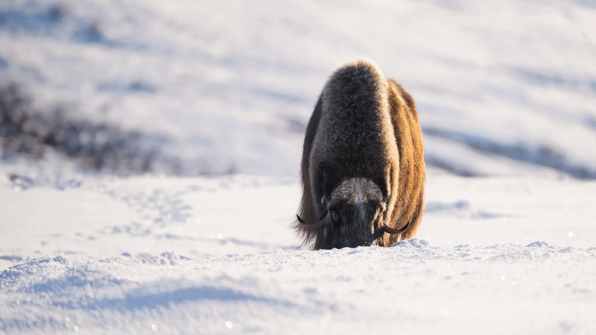 muskoxen_in_norway