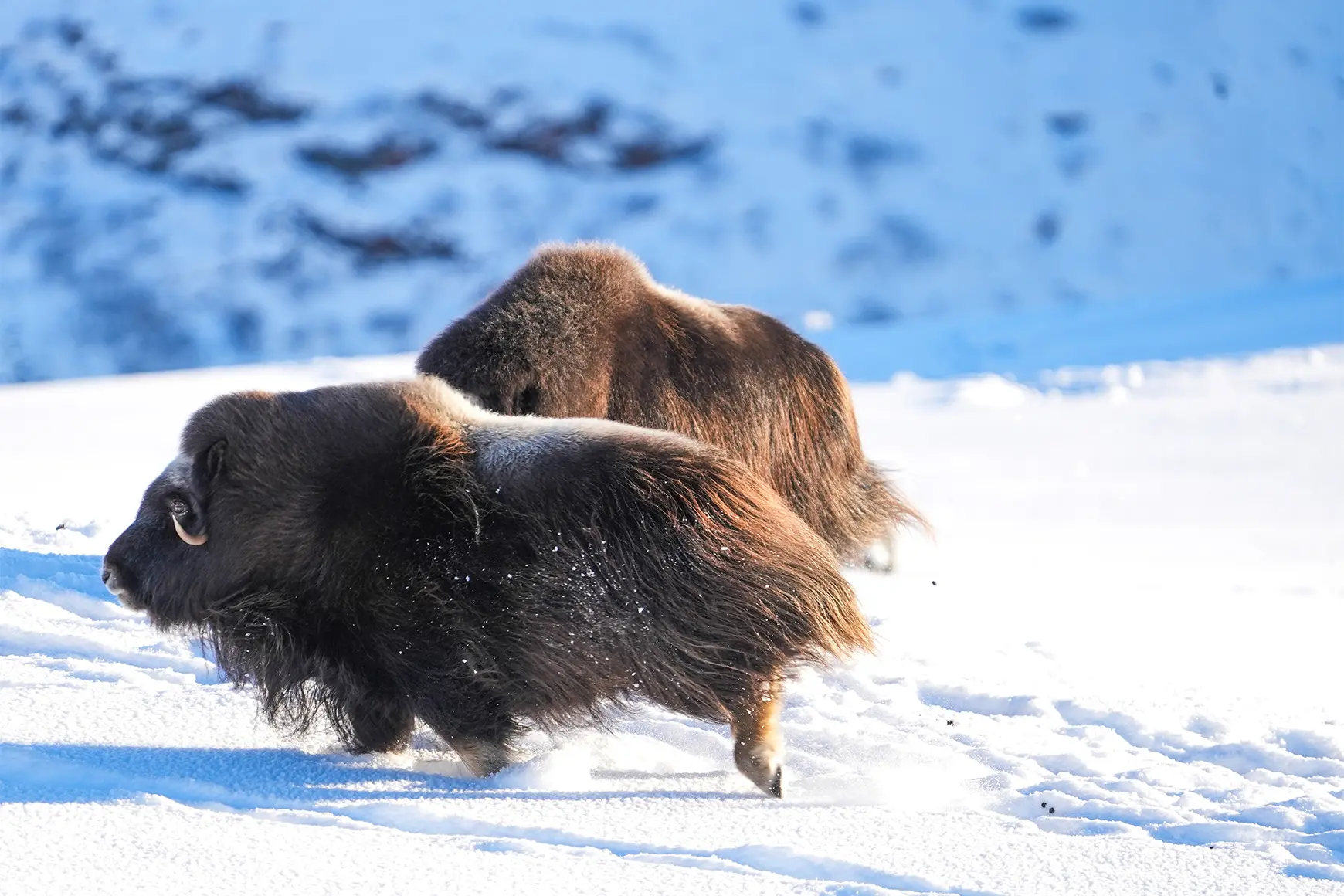 muskoxen_in_norway